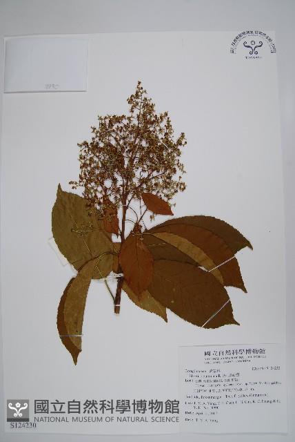 厚殼樹藏品圖，第1張