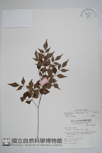 山菜豆藏品圖，第1張