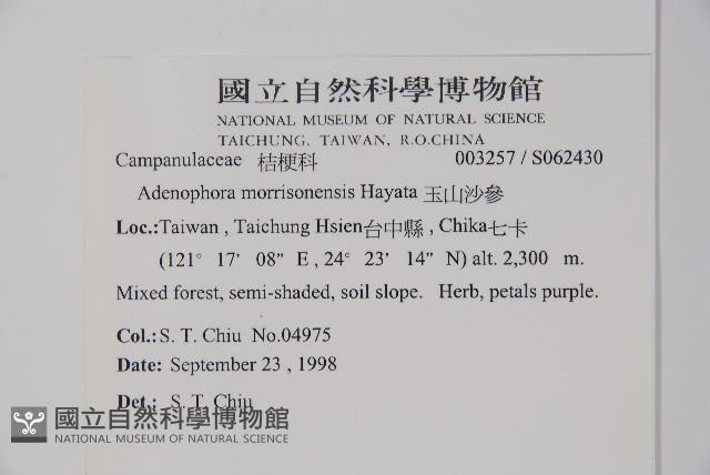 輪葉沙參藏品圖，第2張