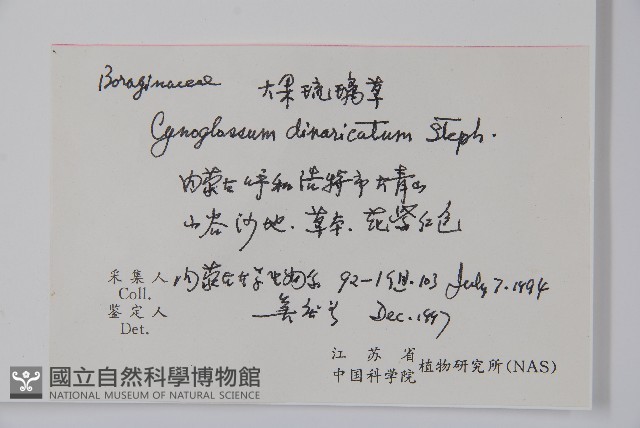 大果琉璃草藏品圖，第2張