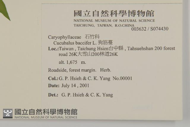 狗筋蔓藏品圖，第2張