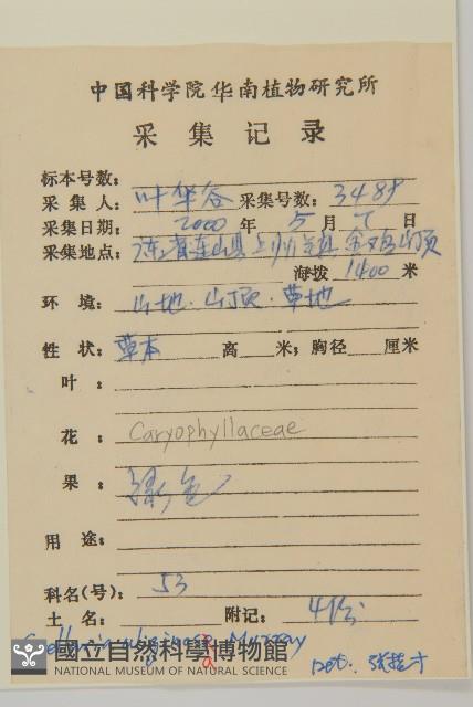 雀舌草藏品圖，第2張