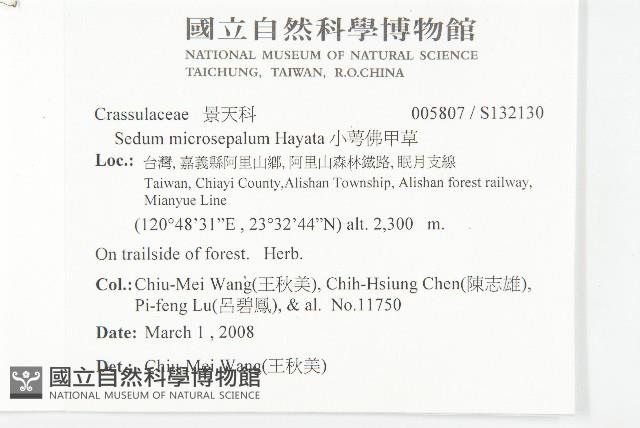 小萼佛甲草藏品圖，第2張