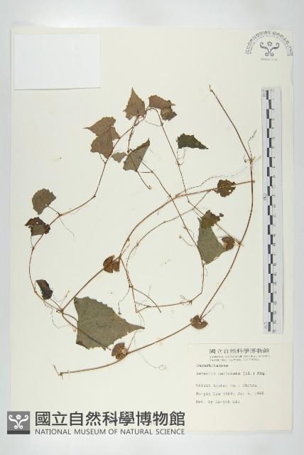 黑果馬交兒藏品圖，第1張