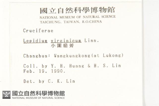 獨行菜藏品圖，第2張