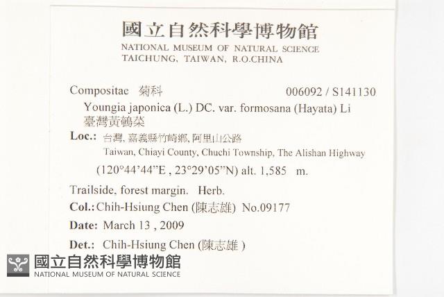 臺灣黃鵪菜藏品圖，第2張