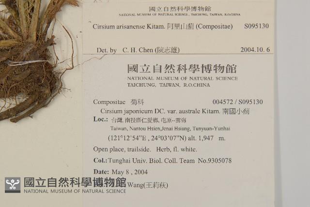 阿里山薊藏品圖，第2張