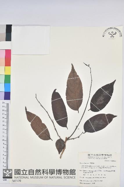 披針葉饅頭果藏品圖，第1張