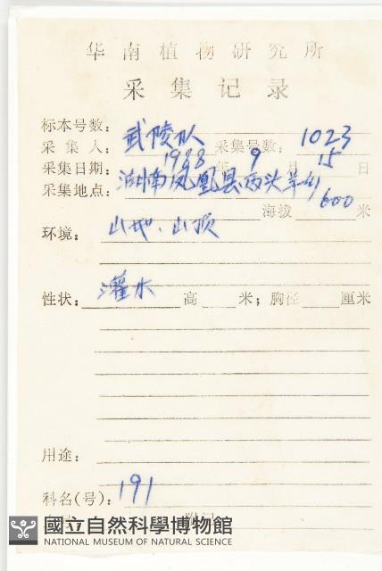 宜昌胡頹子藏品圖，第2張