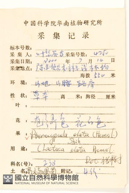 高大翅果菊藏品圖，第2張