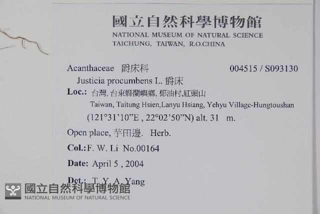 爵床藏品圖，第2張