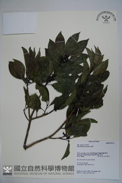 鐵冬青藏品圖，第1張