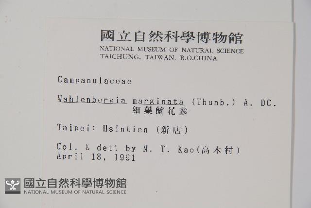 細葉蘭花參藏品圖，第2張