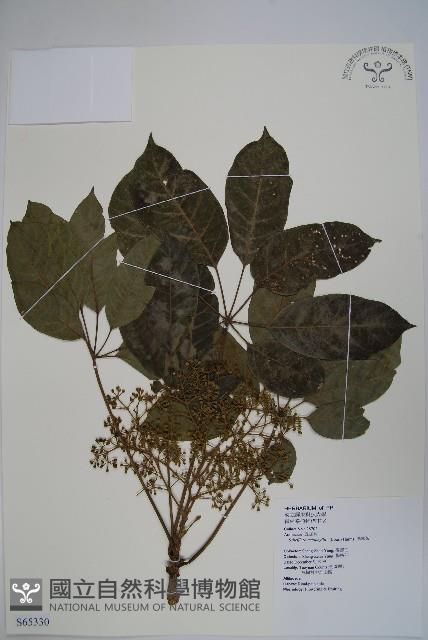 鵝掌柴、江某、鴨腳樹藏品圖，第1張