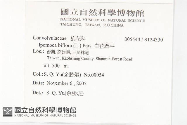 白花牽牛藏品圖，第2張