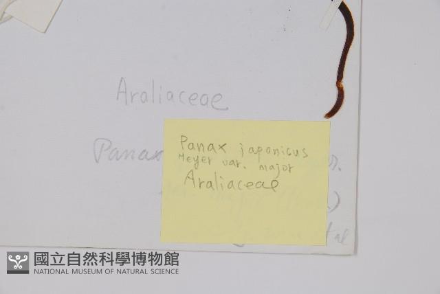 珠子參藏品圖，第2張