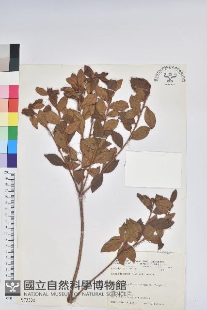 Oldham's Thododendron Collection Image