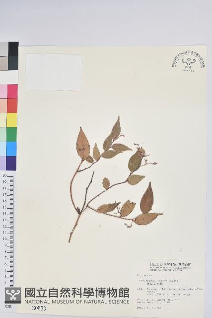 高山白珠樹藏品圖，第1張