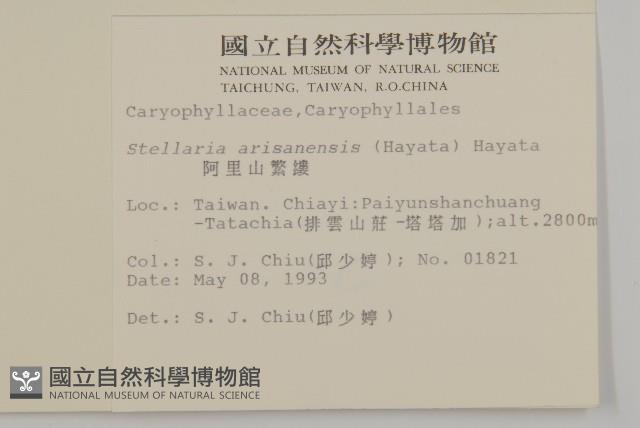 阿里山繁縷藏品圖，第2張