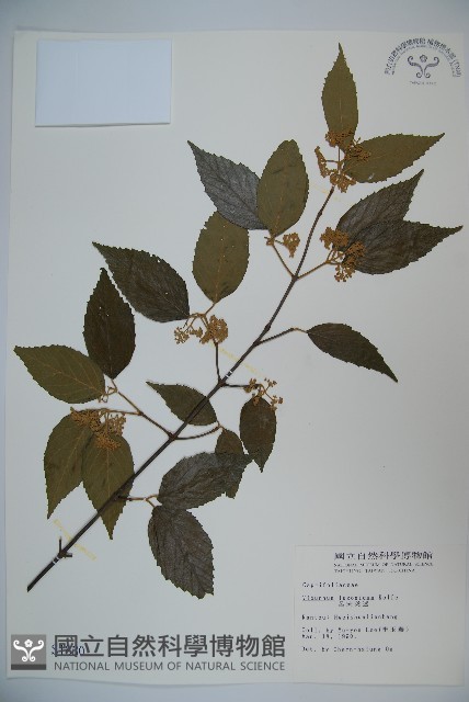 呂宋莢迷藏品圖，第1張