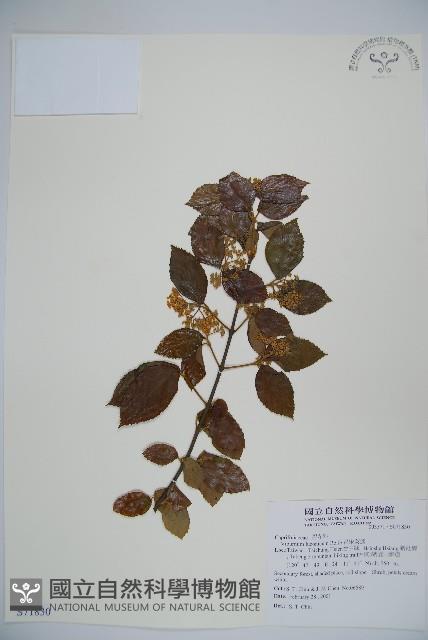 呂宋莢迷藏品圖，第1張