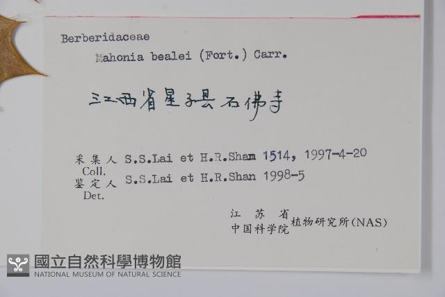 闊葉十大功勞藏品圖，第2張