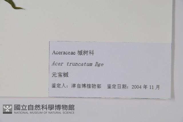 元寶槭藏品圖，第2張