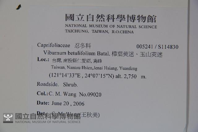 樺葉莢迷、玉山莢迷藏品圖，第2張