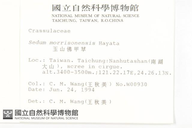 玉山佛甲草藏品圖，第2張