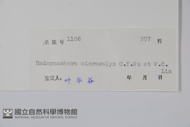 小萼菜豆樹藏品圖，第2張