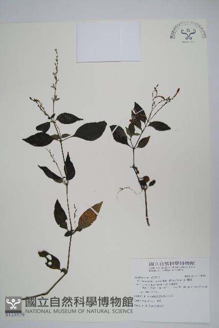 針刺草藏品圖，第1張