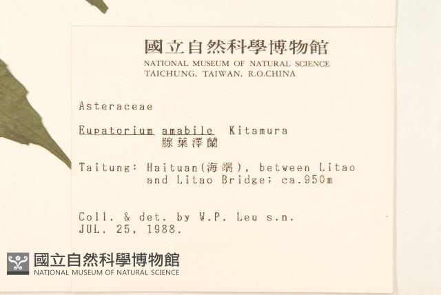 腺葉澤蘭藏品圖，第2張