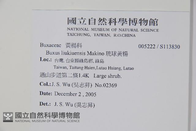 琉球黃楊藏品圖，第2張