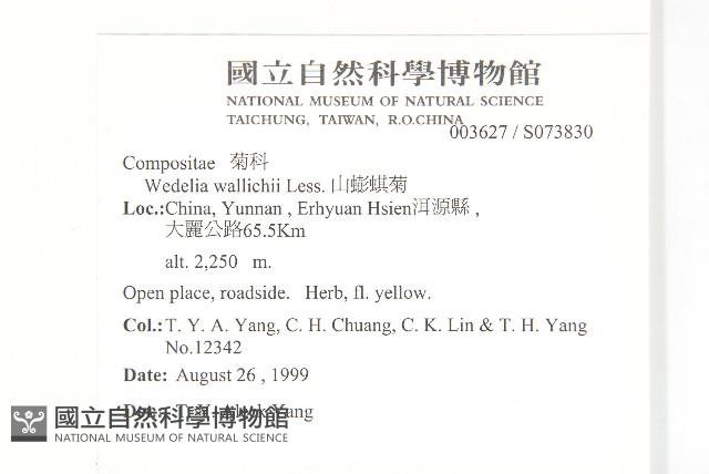 山蟛蜞菊藏品圖，第2張