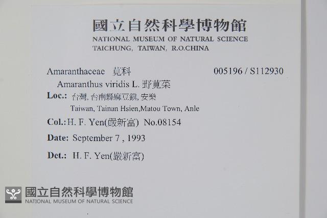 野莧菜藏品圖，第2張