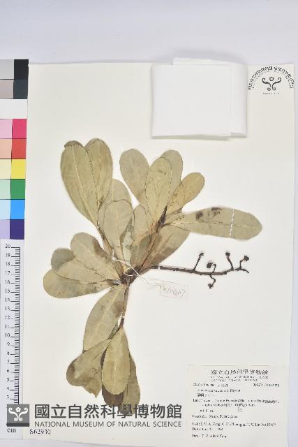 蘭嶼土沉香藏品圖，第1張