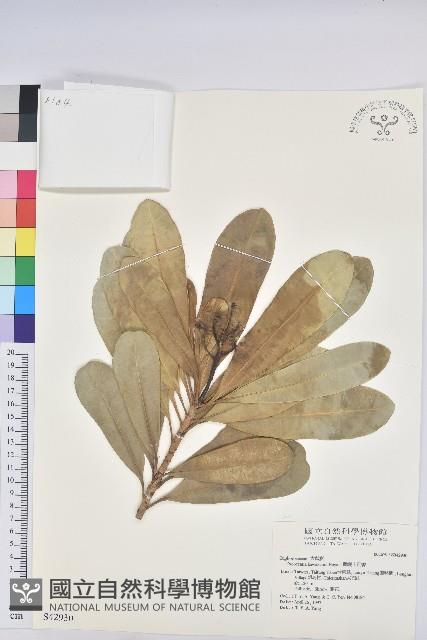 蘭嶼土沉香藏品圖，第1張