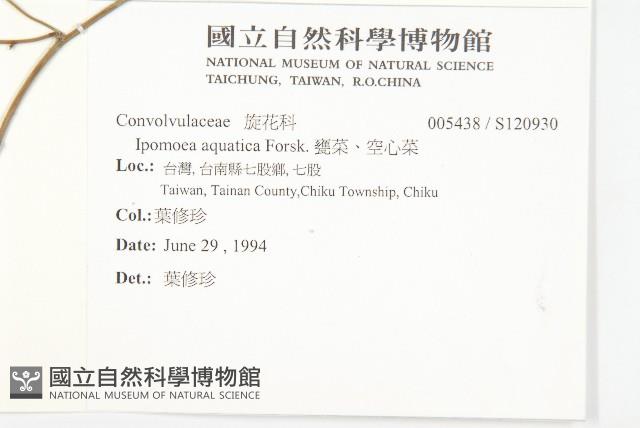 甕菜、空心菜藏品圖，第2張