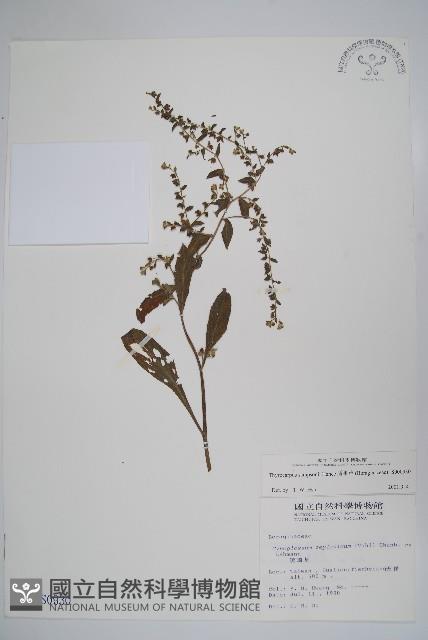 盾果草藏品圖，第1張