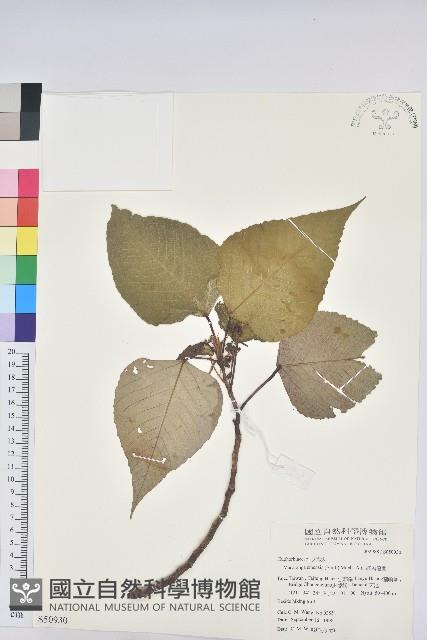 紅肉橙蘭、華血桐藏品圖，第1張