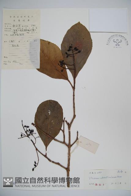 珊瑚樹藏品圖，第1張