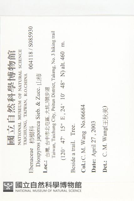 山柿, 山豆柿藏品圖，第2張