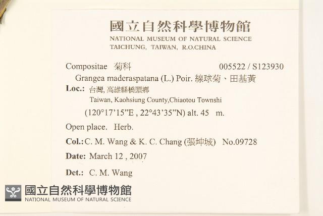 線球菊、田基黃藏品圖，第2張