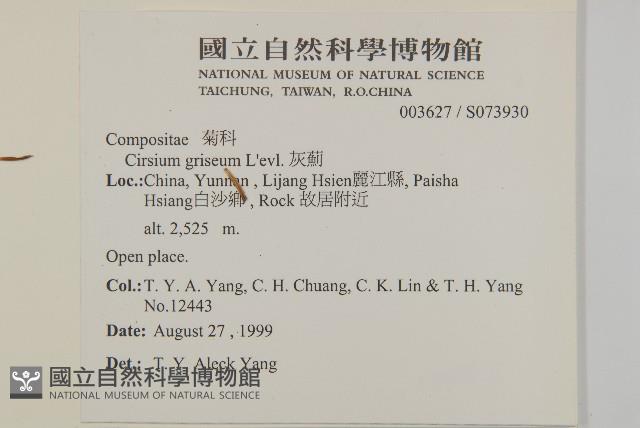 灰薊藏品圖，第2張