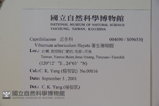 著生珊瑚樹藏品圖，第2張