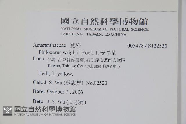 安旱草藏品圖，第2張