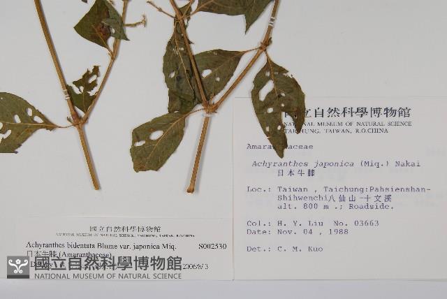 日本牛膝藏品圖，第2張