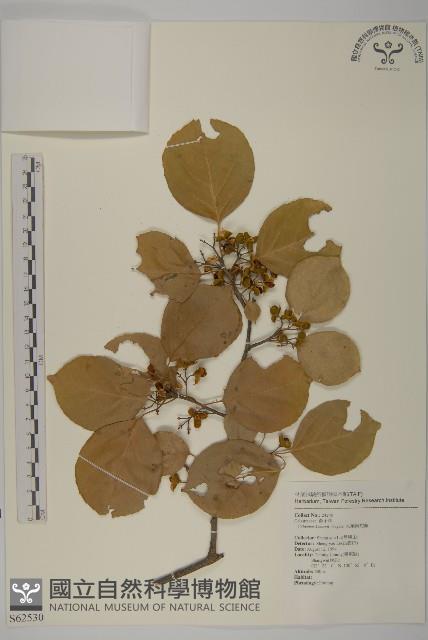 大葉南蛇藤藏品圖，第1張