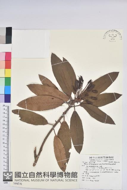 玉山杜鵑藏品圖，第1張