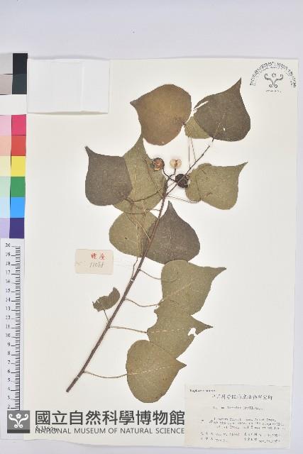 白臼藏品圖，第1張